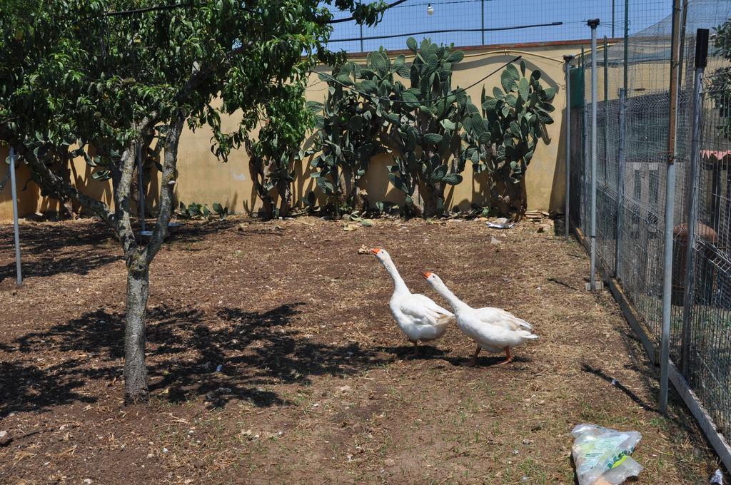 加尔迪尼迪马索住宿加早餐旅馆 莱切 外观 照片