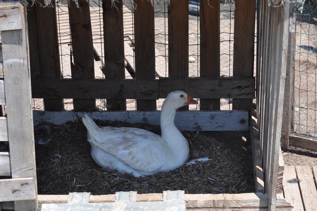 加尔迪尼迪马索住宿加早餐旅馆 莱切 外观 照片